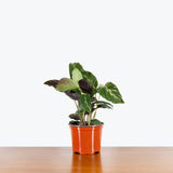 Calathea Maui Queen — 6" Pot