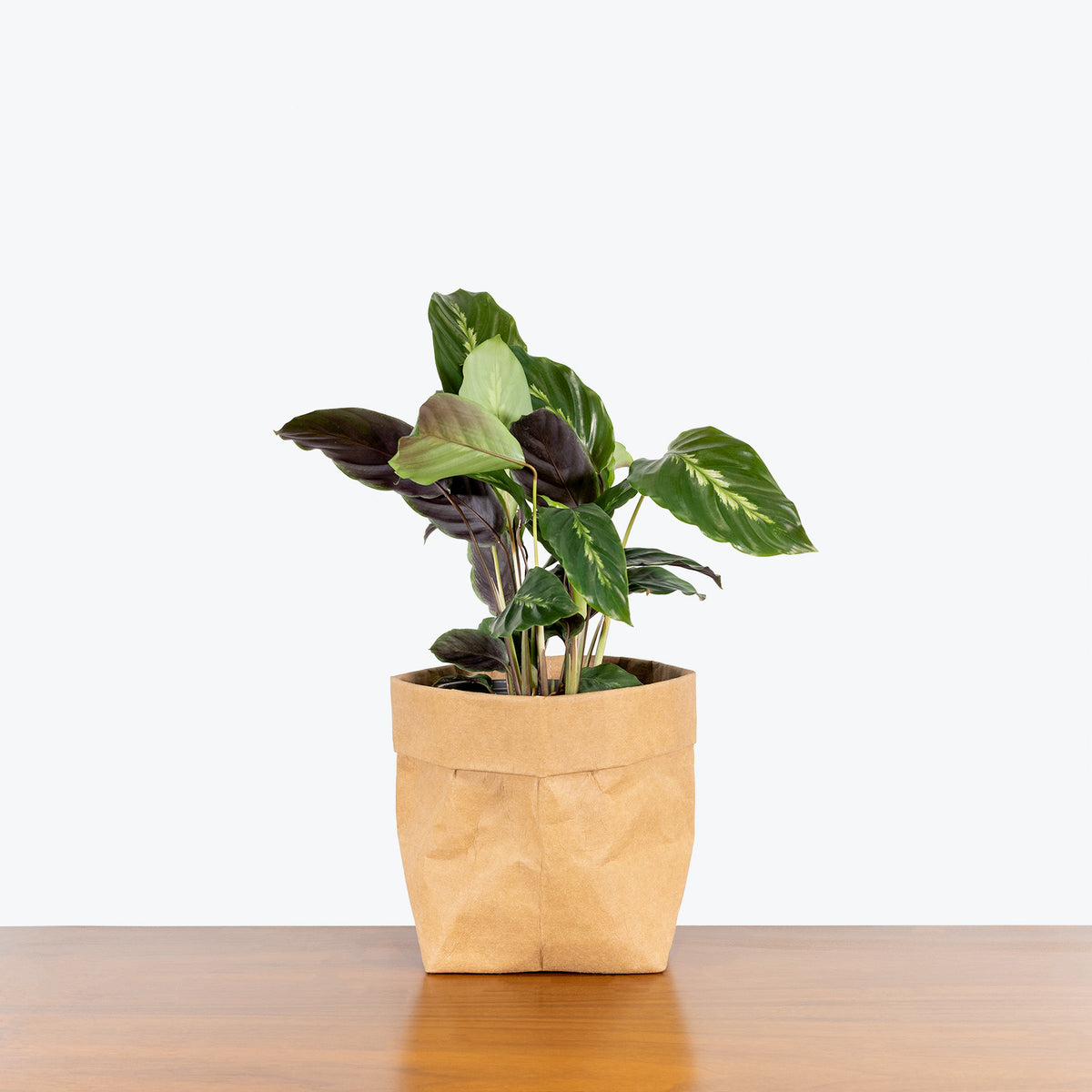 Calathea Maui Queen - Toronto House Plant Delivery