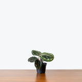 Calathea Medallion — 4” Pot