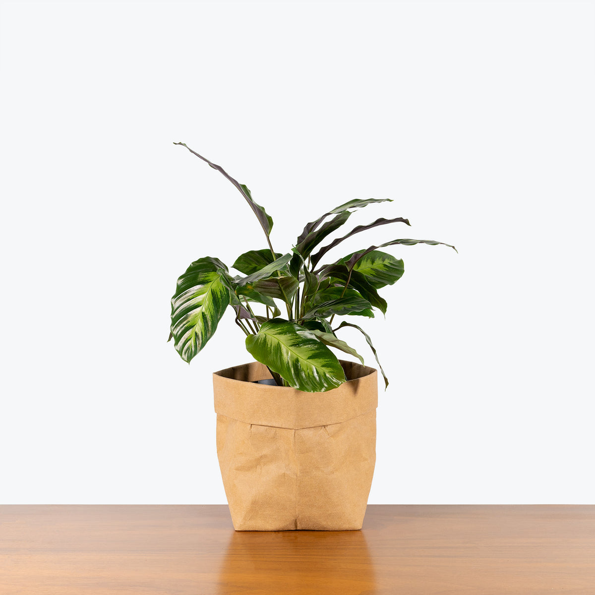 Calathea Misto - Toronto House Plant Delivery