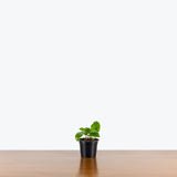 Calathea Network — 4” Pot