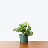 Calathea Orbifolia — 6" Pot (expecting minor blemishes)