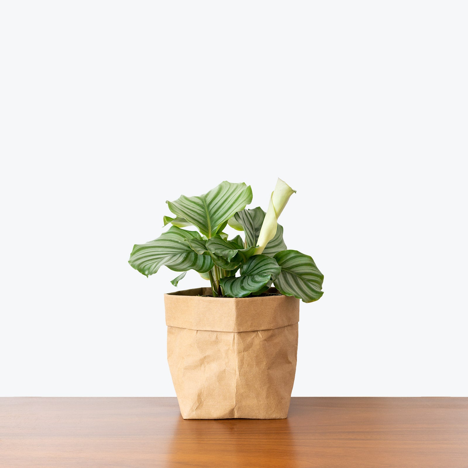 Calathea Orbifolia - Toronto House Plant Delivery - JOMO Studio