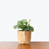 Calathea Orbifolia - Toronto House Plant Delivery - JOMO Studio
