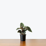 Calathea Ornata Pinstripe — 4” Pot (expecting minor blemishes)