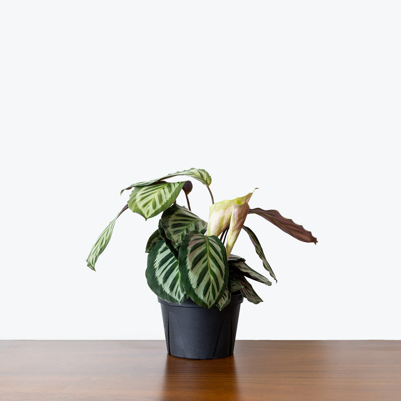 Calathea Roseopicta Cora - Toronto House Plant Delivery - JOMO Studio