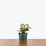 Calathea Roseopicta Corona — 6" Pot (larger than picture)