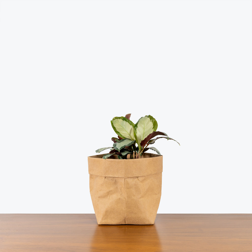 Calathea Roseopicta Corona - Toronto House Plant Delivery