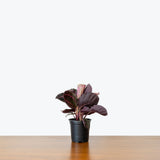 Calathea Dottie — 4" Pot
