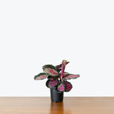 Calathea Rosy — 4” Pot