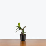 Calathea Rufibarba Velvet — 4" Pot