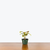 Calathea Yellow Fusion - Toronto House Plant Delivery - JOMO Studio