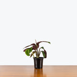 Calathea Zebrina — 4" Pot