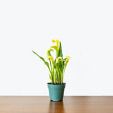 Calla Lily — 4” Pot - Yellow