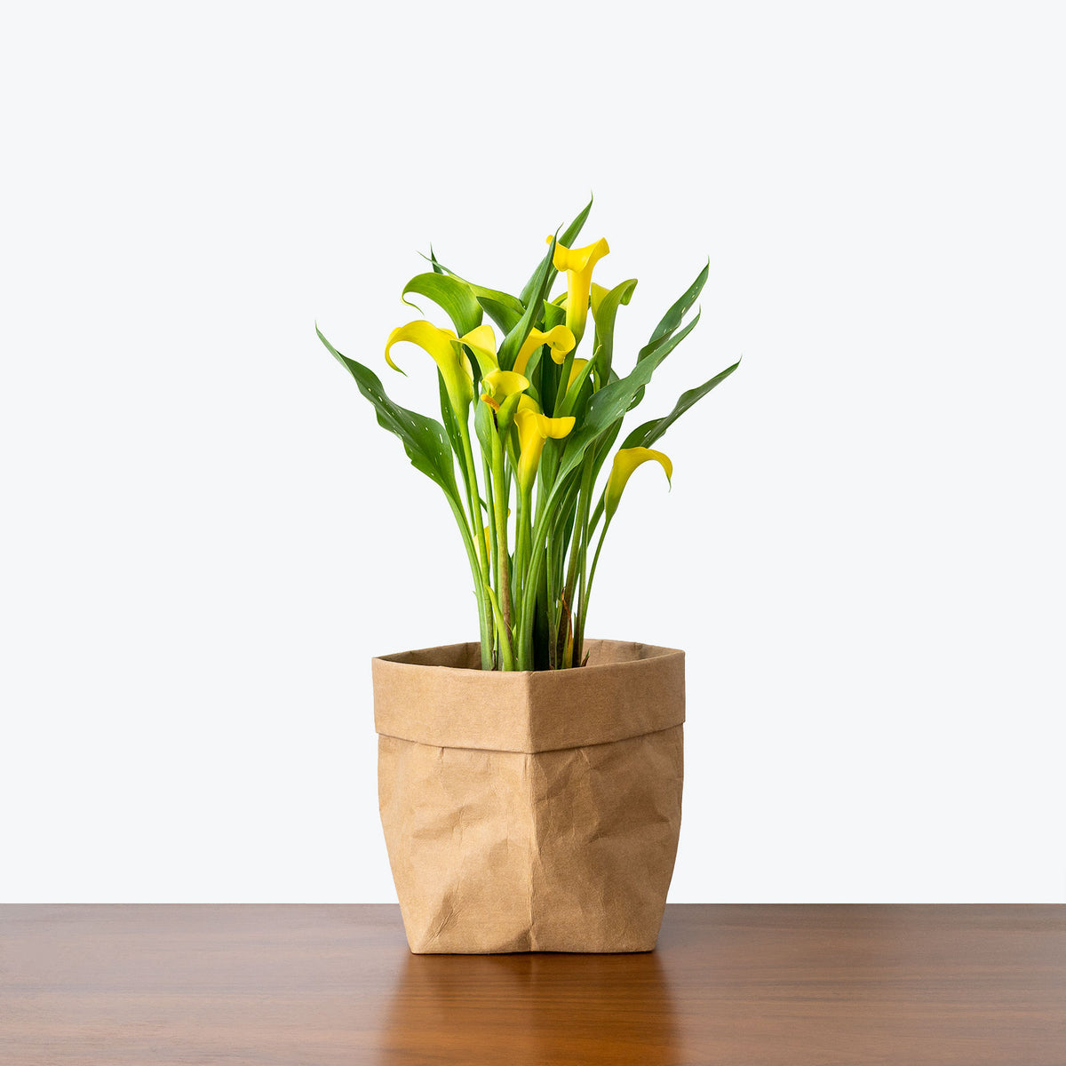calla lily in planter Calla Lily | Zantedeschia Aethiopica | Care Guide and Pro Tips - Delivery from Toronto across Canada