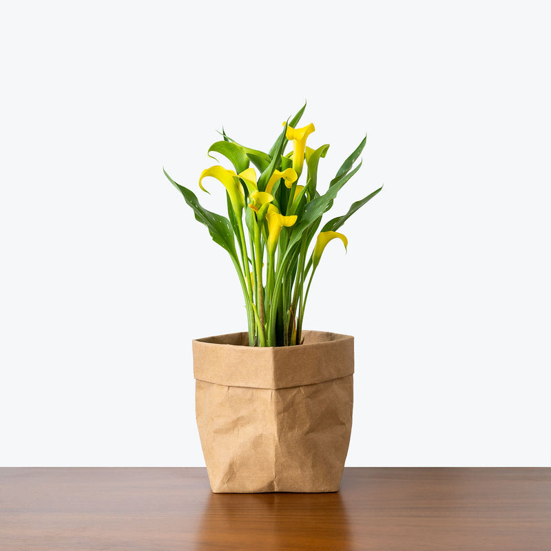Calla Lily - Zantedeschia Aethiopica  - House Plants Delivery Toronto - JOMO Studio
