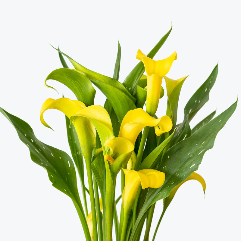 Calla Lily - Zantedeschia Aethiopica  - House Plants Delivery Toronto - JOMO Studio