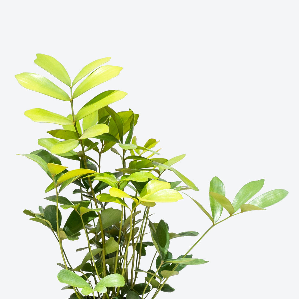 Indoor House Plants House Plant Delivery From Toronto Across Canada