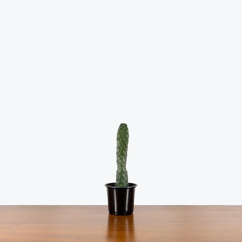 Caribbean Tree Cactus - House Plants Delivery Toronto - JOMO Studio