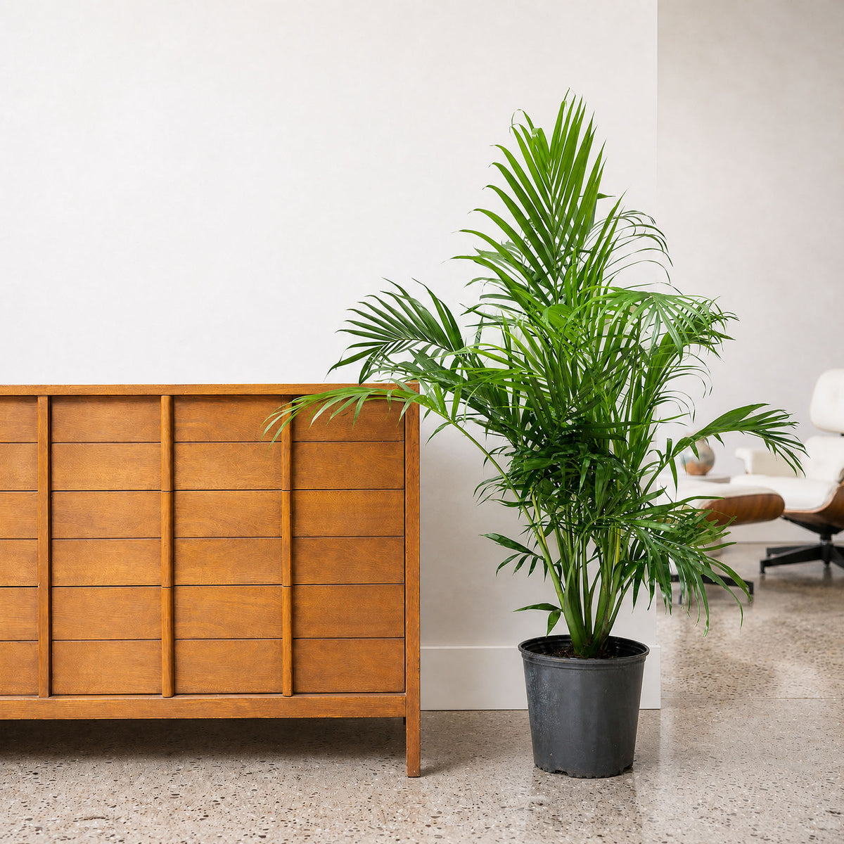 Cat Palm - Chamaedorea Cataractarum - House Plants Delivery Toronto - JOMO  Studio