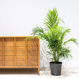 Cat Palm - Chamaedorea Cataractarum - House Plants Delivery Toronto - JOMO Studio