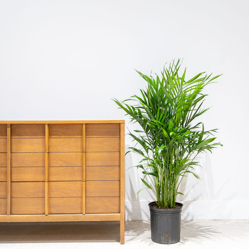 Cat Palm - Chamaedorea Cataractarum - House Plants Delivery Toronto - JOMO Studio