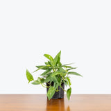 Cebu Blue Pothos — 6” Pot (trailing)
