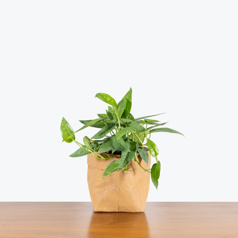 Cebu Blue Pothos - Epipremnum Pinnatum - House Plants Delivery Toronto - JOMO Studio