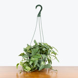 Cebu Blue Pothos — 8” Hanging Basket (trailing)