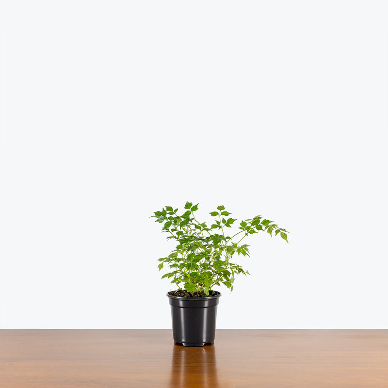 China Doll Plant - Radermachera sinica - House Plants Delivery Toronto - JOMO Studio