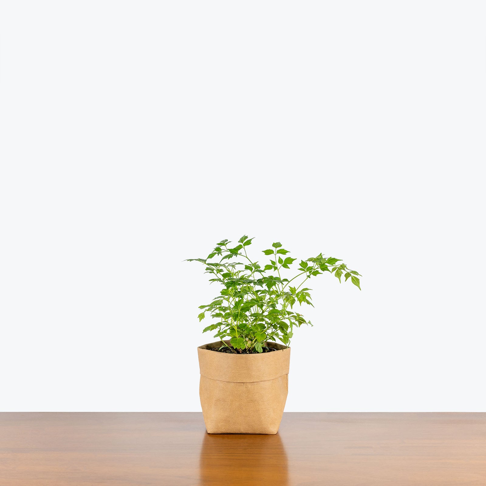China Doll Plant - Radermachera sinica - House Plants Delivery Toronto - JOMO Studio