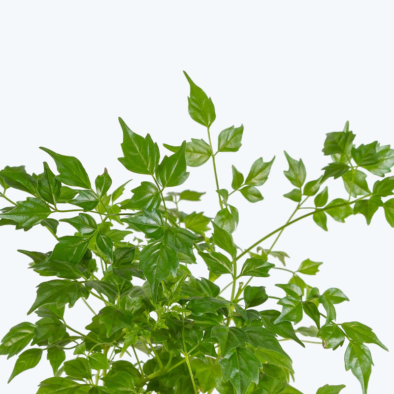 China Doll Plant | Radermachera sinica | Care Guide and Pro Tips - Delivery from Toronto across Canada - JOMO Studio