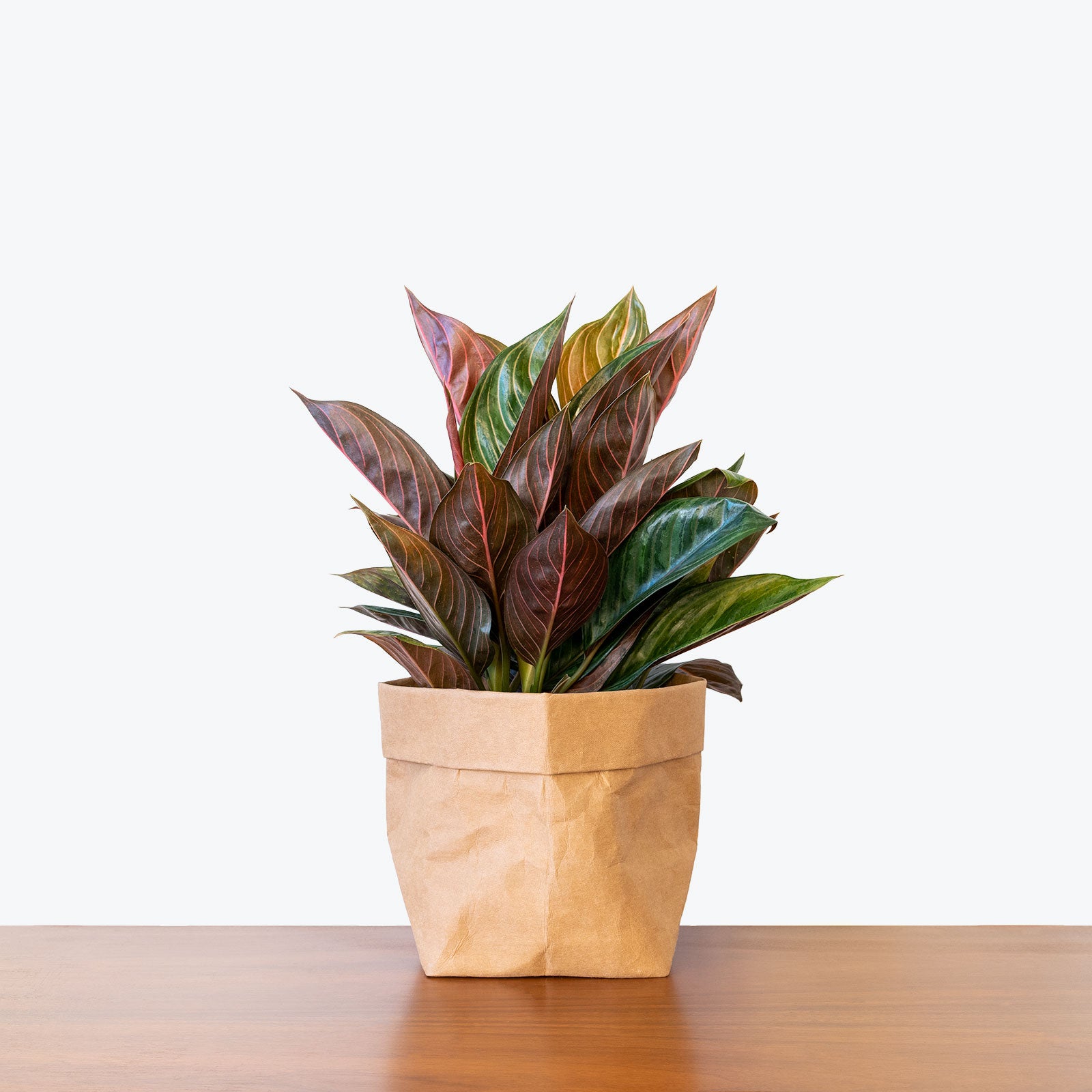 Chinese Evergreen Aglaonema Chocolate | Care Guide and Pro Tips - Delivery from Toronto across Canada - JOMO Studio