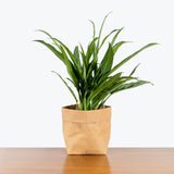 Chinese Evergreen Aglaonema Cutlass - House Plants Delivery Toronto - JOMO Studio