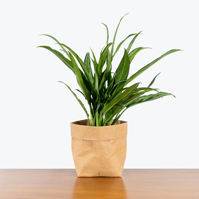 Chinese Evergreen Aglaonema Cutlass - House Plants Delivery Toronto - JOMO Studio