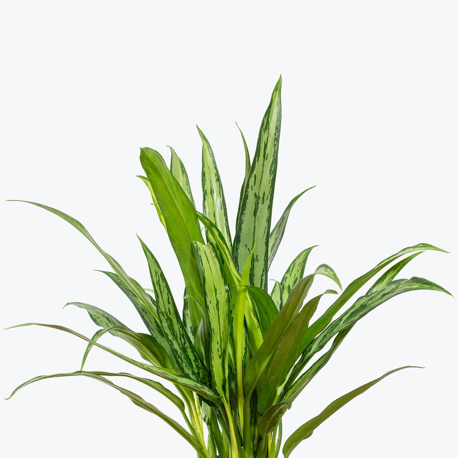 Chinese Evergreen Aglaonema Cutlass - House Plants Delivery Toronto - JOMO Studio