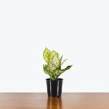 Chinese Evergreen Etta Rose — 5" Pot