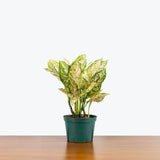 Chinese Evergreen Etta Rose — 6" Pot
