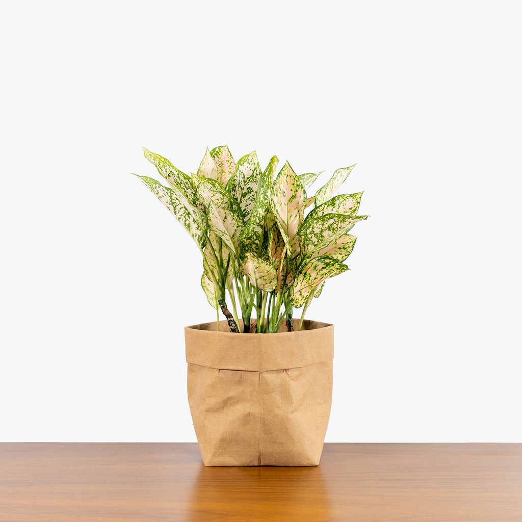 aglaonema etta rose pictures Chinese Evergreen Aglaonema Etta Rose - House Plants Delivery Toronto