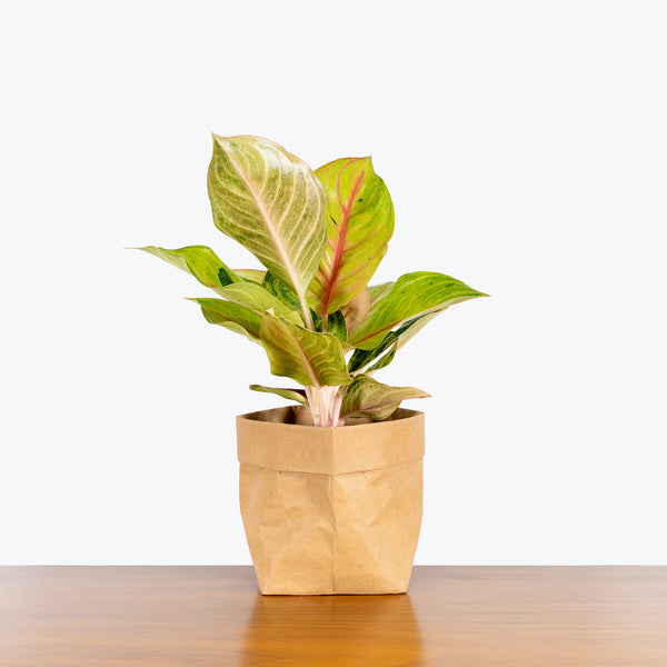 golden fluorite colorful aglaonema Chinese Evergreen Aglaonema Golden Fluorite - House Plants Delivery Toronto