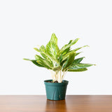 Chinese Evergreen Golden Madonna — 6" Pot