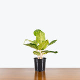 Chinese Evergreen Green Papaya — 5" Pot