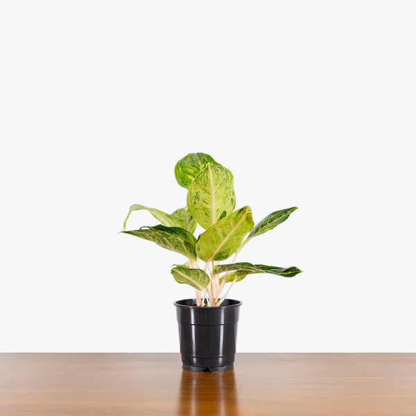 aglaonema green papaya care Chinese Evergreen Aglaonema Green Papaya - House Plants Delivery Toronto