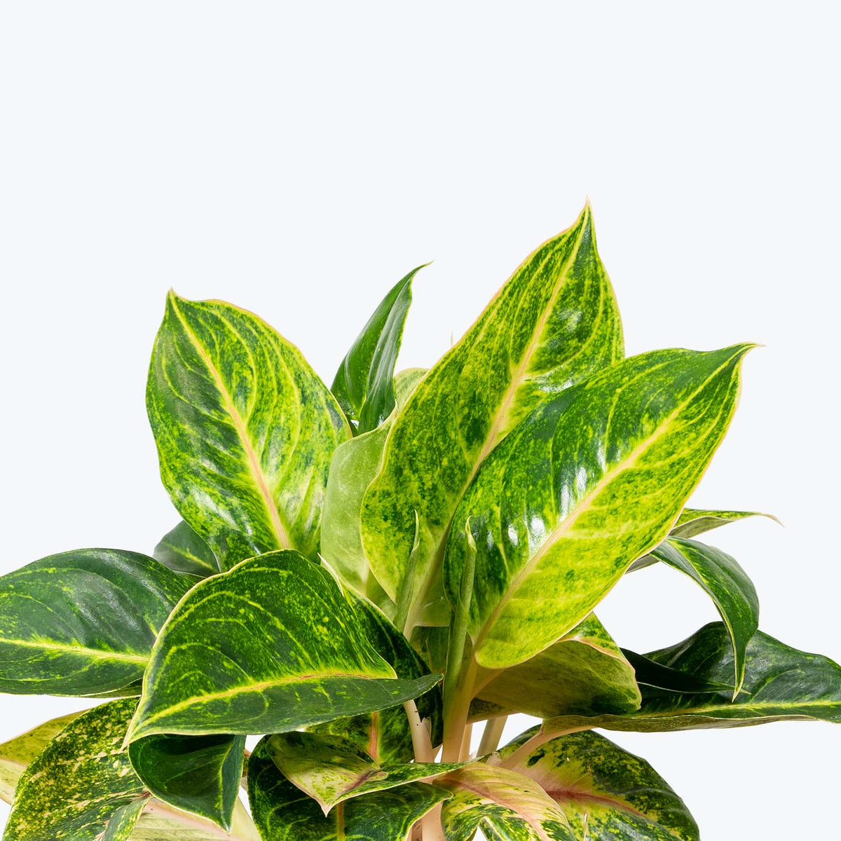 Chinese Evergreen Aglaonema Green Papaya - House Plants Delivery Toronto - JOMO Studio