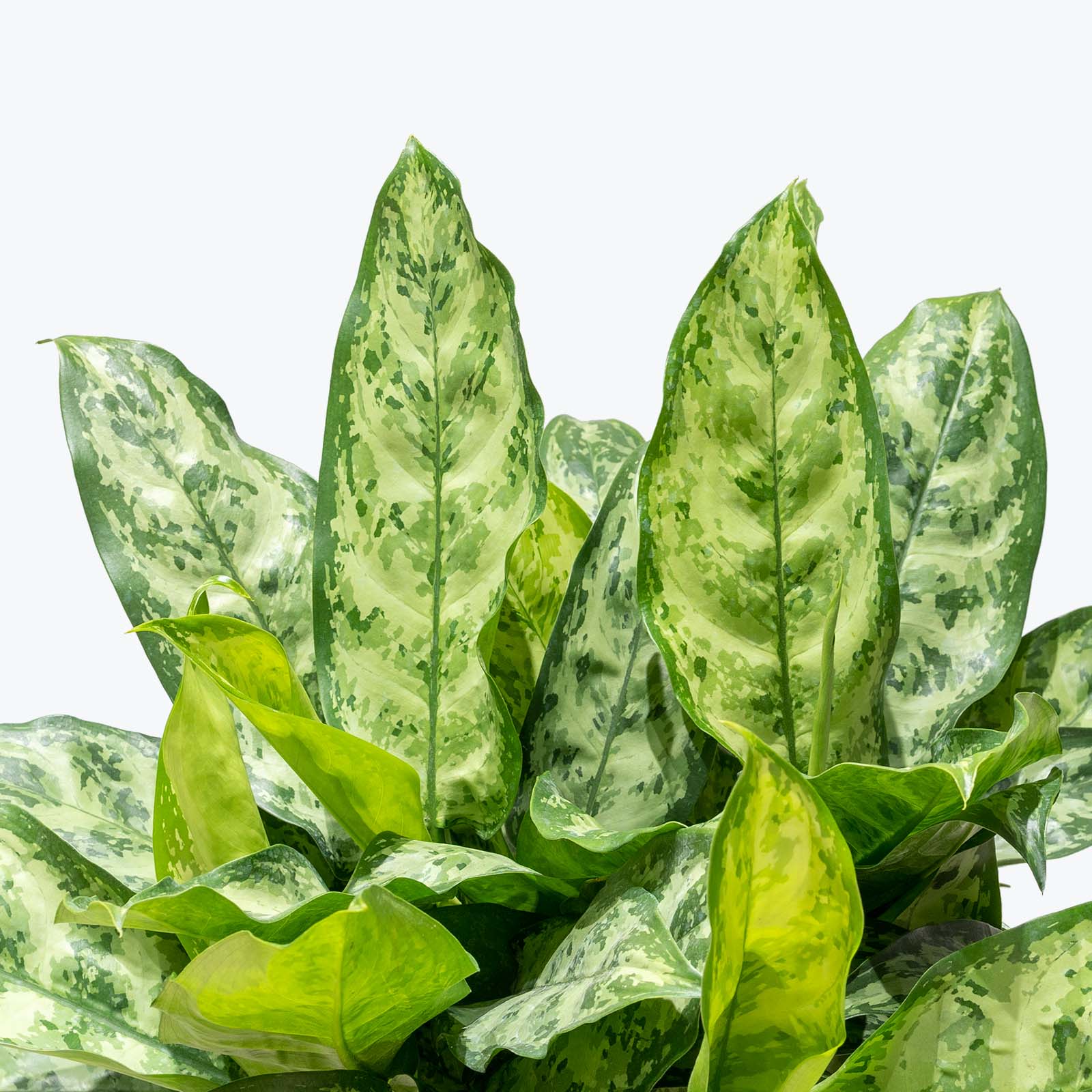 Chinese Evergreen Aglaonema Indo Princess - House Plants Delivery Toronto - JOMO Studio
