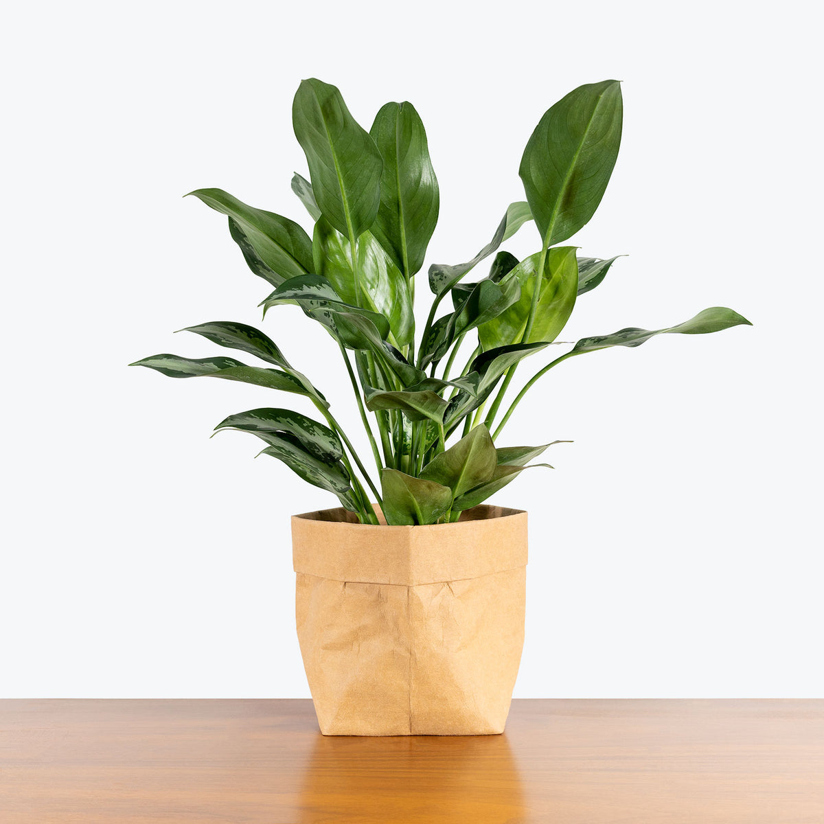 Chinese Evergreen Aglaonema Jubilee - House Plants Delivery Toronto - JOMO  Studio
