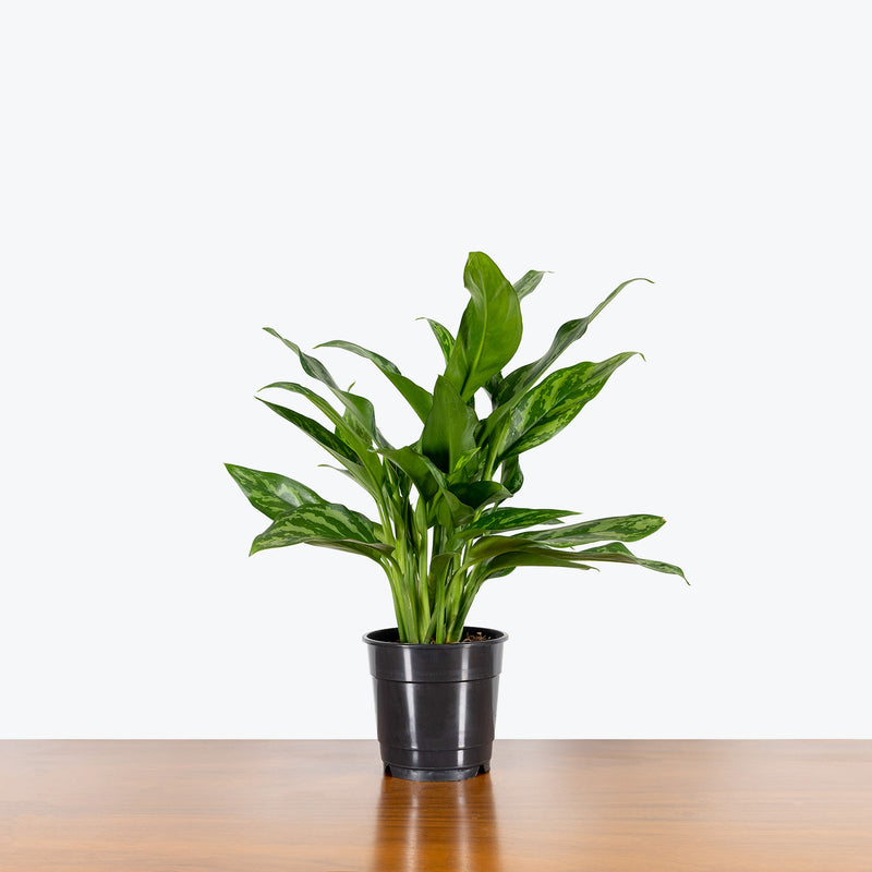 Chinese Evergreen Maria - House Plants Delivery Toronto - JOMO Studio