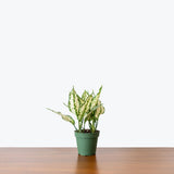 Chinese Evergreen Osaka White — 4" Pot
