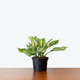 Chinese Evergreen Osaka White — 6" Pot