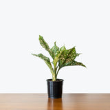 Chinese Evergreen Pink Dalmatian — 5" Pot